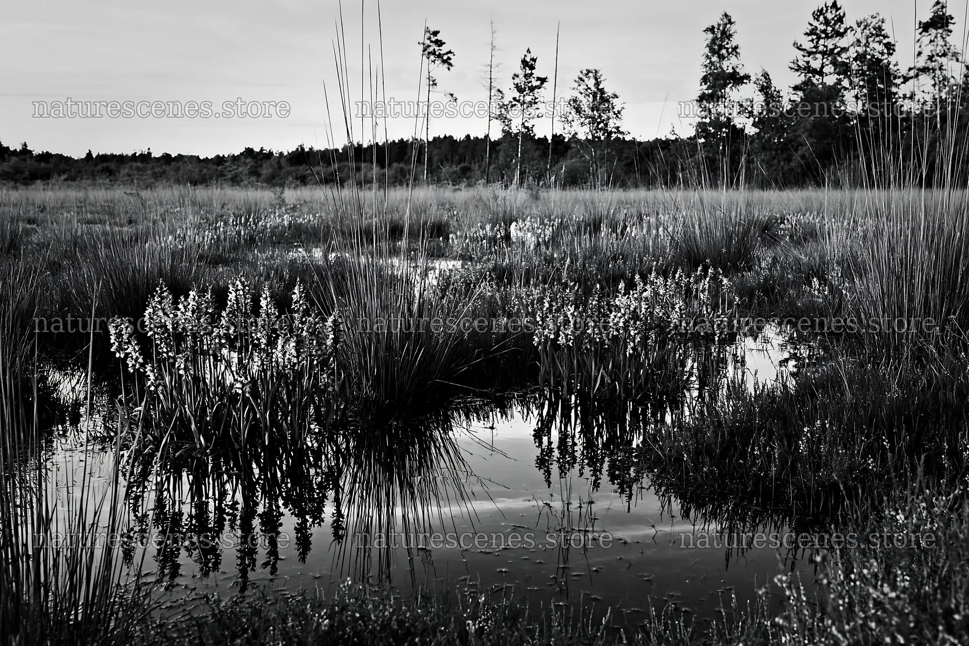 Wild orchid meadow with reflections in the water – nature scenes 9722x6480