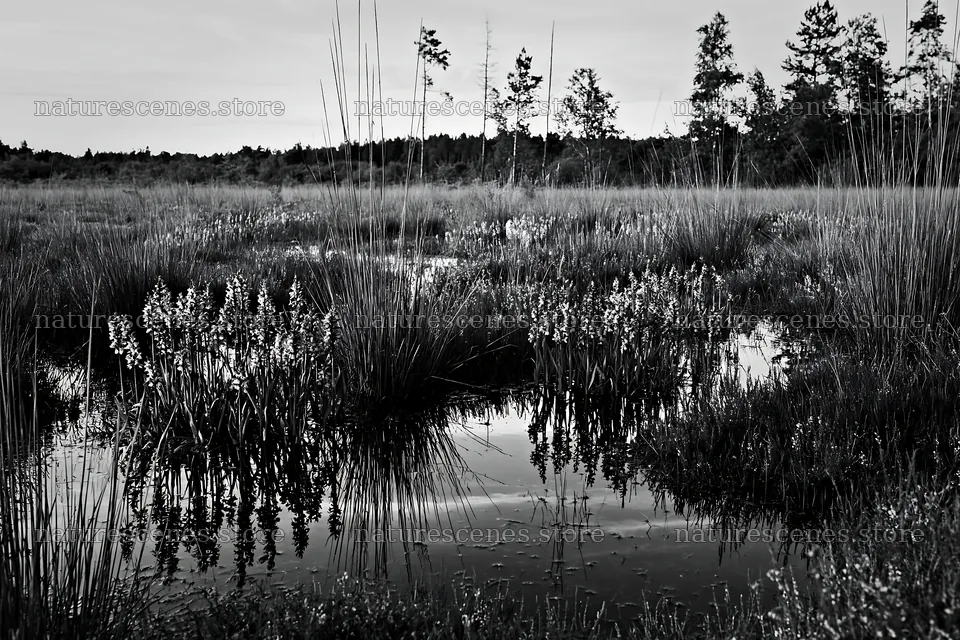 Wild orchid meadow with reflections in the water – nature scenes 9722x6480