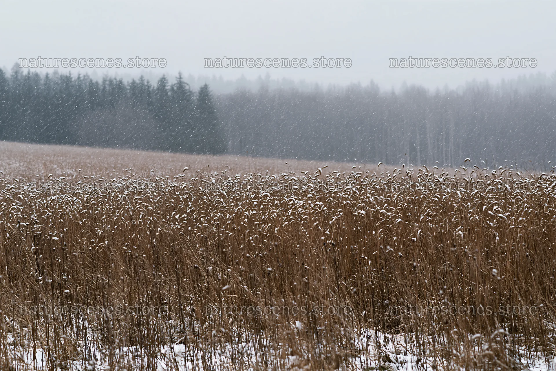 Snow falling on seedhead meadow with trees in the background – nature scenes 9722x6480