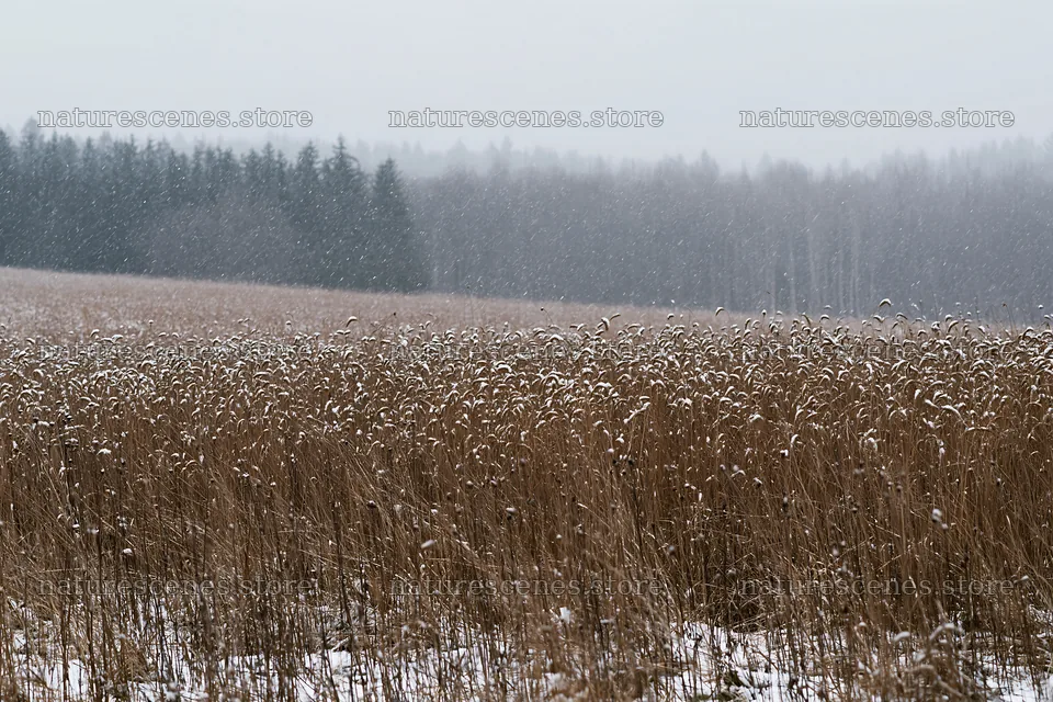 Snow falling on seedhead meadow with trees in the background – nature scenes 9722x6480