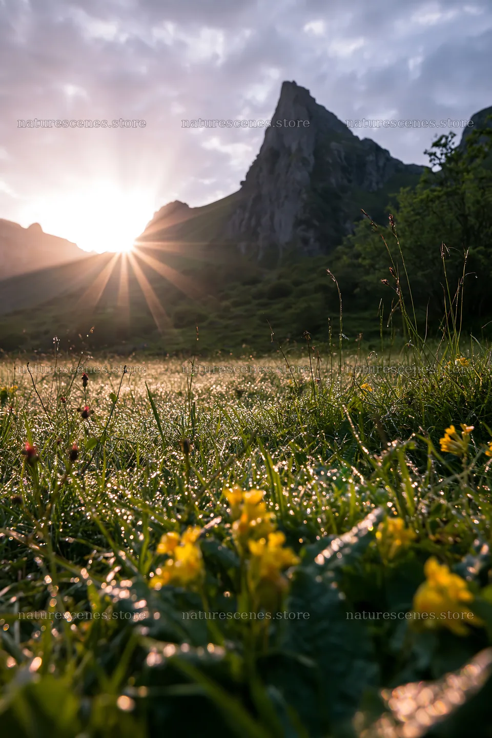 Sunlight shining over Picos de Europa meadow and flowers – nature scenes 6480x9722