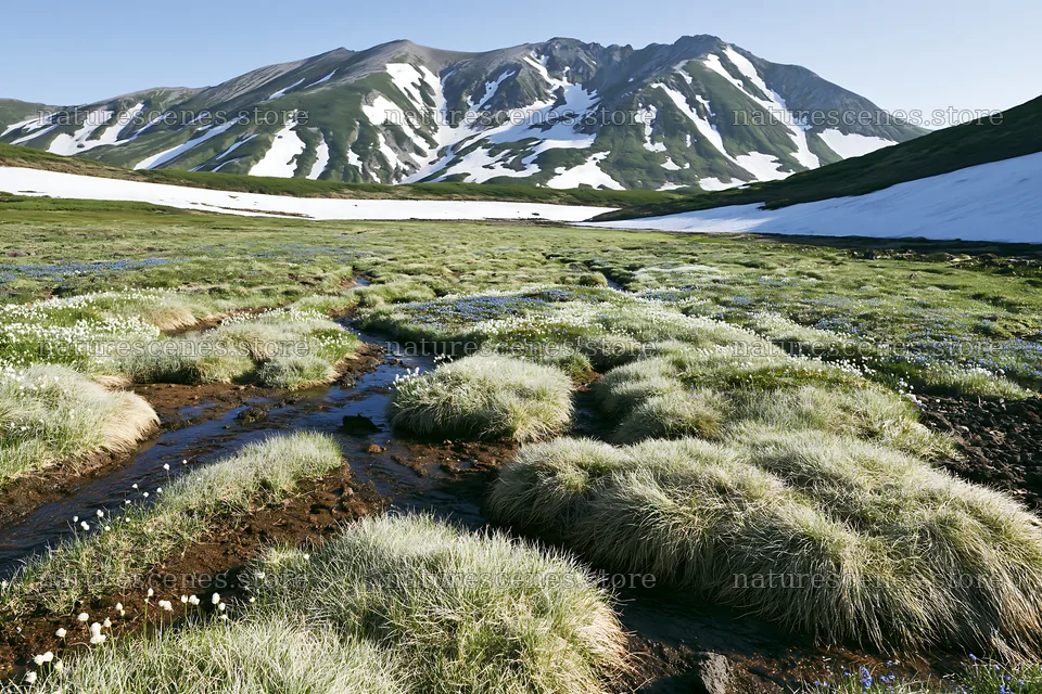 Snowmelt meadow with silver grasses in Akita region – nature scenes 9722x6480
