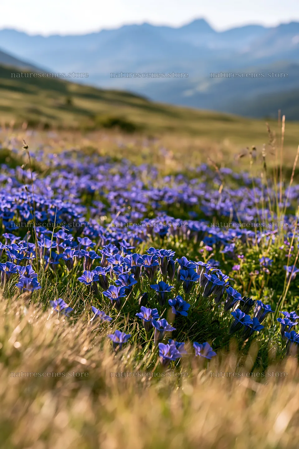 Violet wildflowers in Swiss alpine meadow landscape – nature scenes 6480x9722