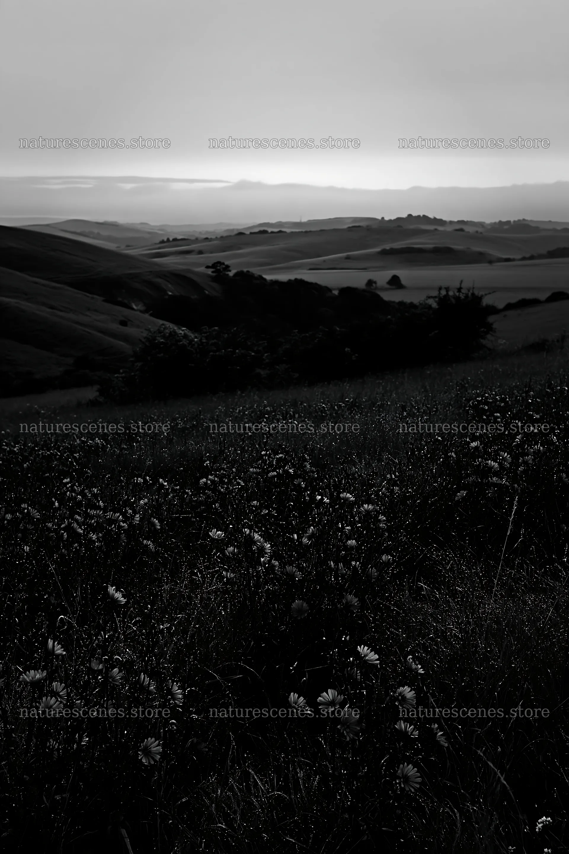 Sainfoin chicory meadow under cloudy sky in black and white – nature scenes 6480x9722
