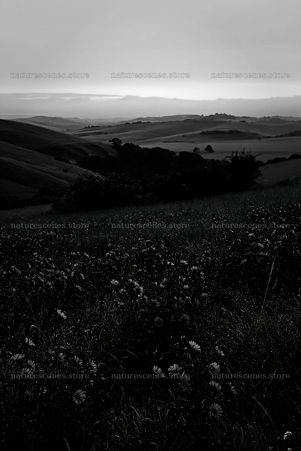 Sainfoin chicory meadow under cloudy sky in black and white – nature scenes 6480x9722