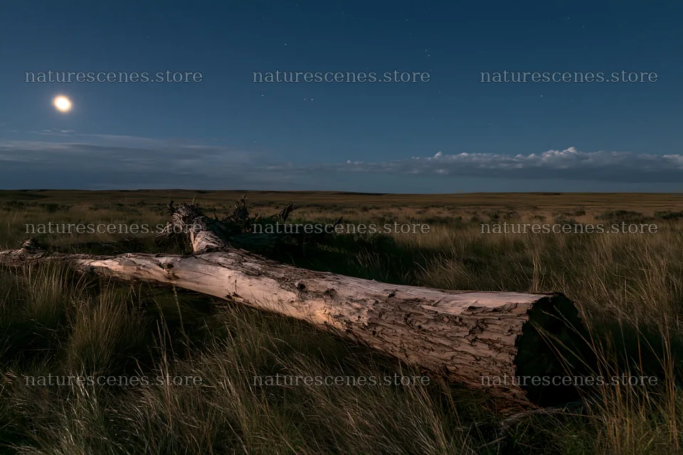 Weathered log in a meadow under moonlit sky – nature scenes 9722x6480