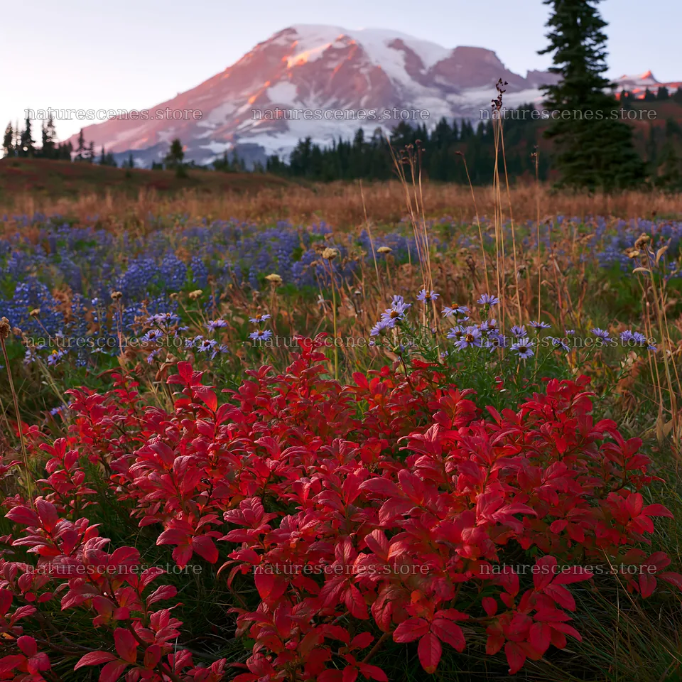 Mount Rainier wildflower meadow at sunrise – nature scenes 7938x7938