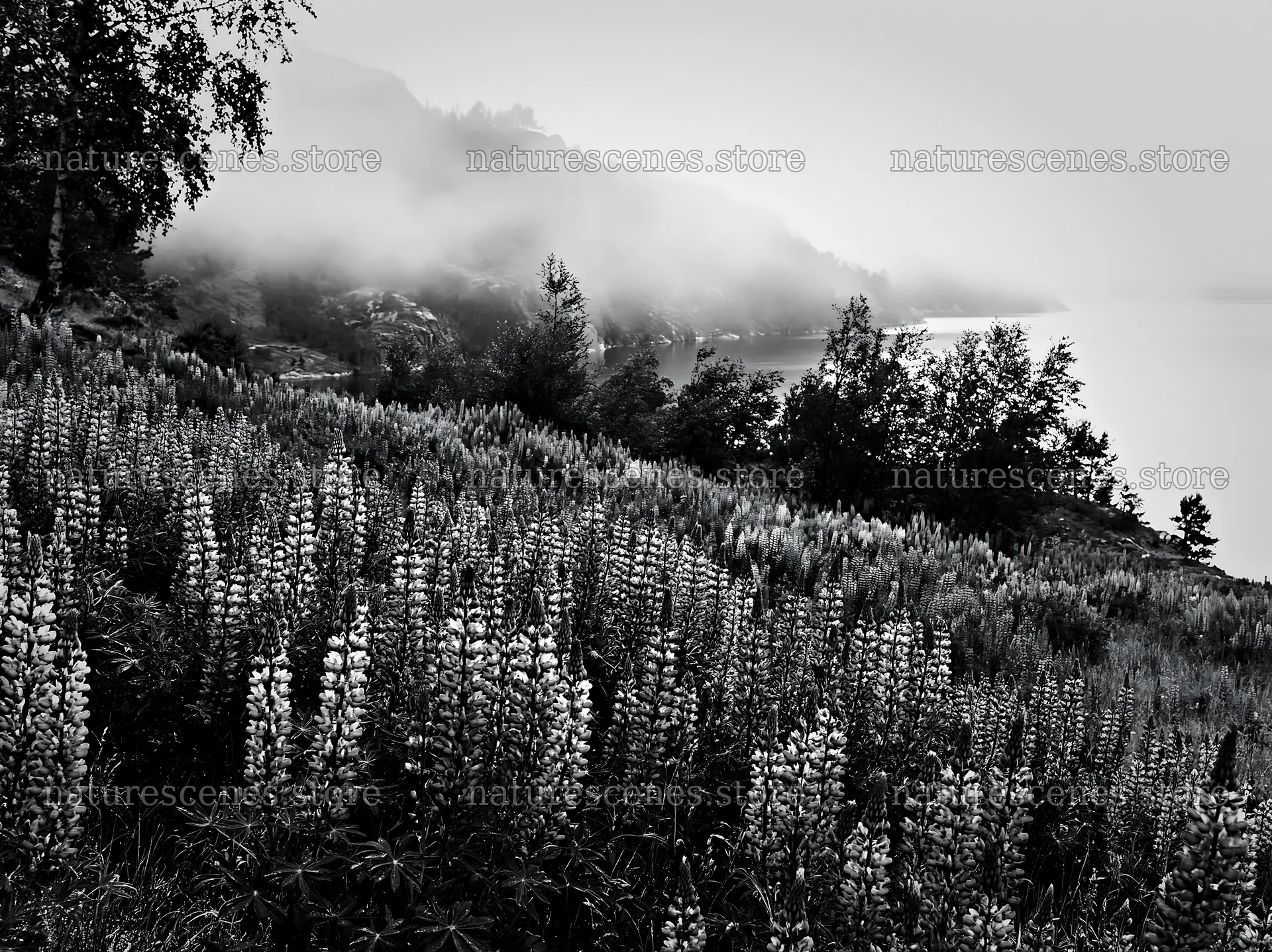 Colorful lupine meadow near a lake with fog and trees – nature scenes 9174x6866