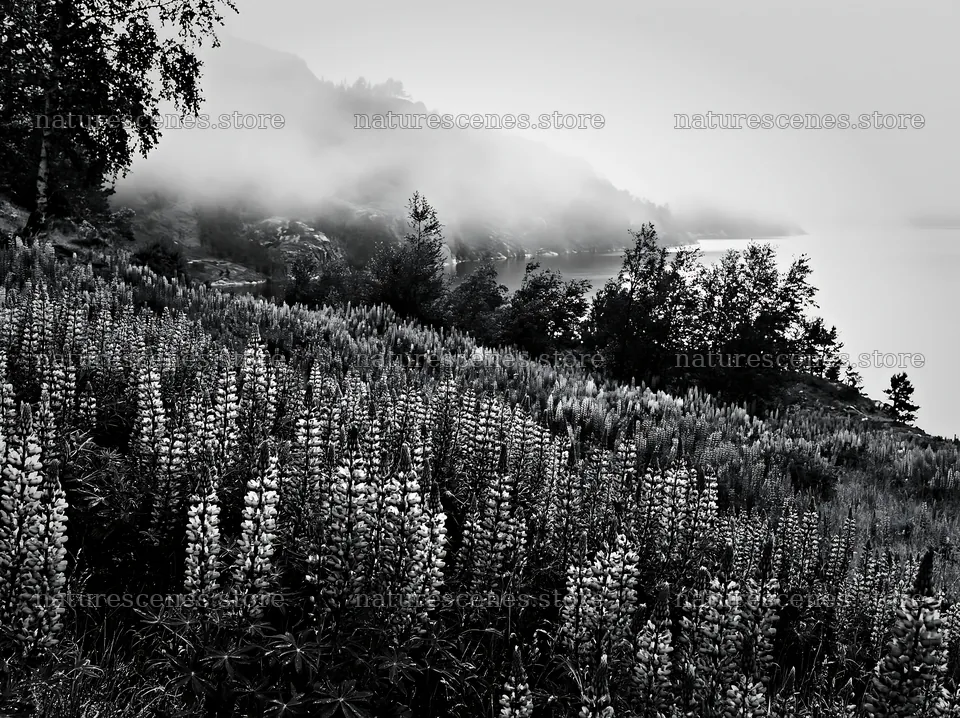 Colorful lupine meadow near a lake with fog and trees – nature scenes 9174x6866