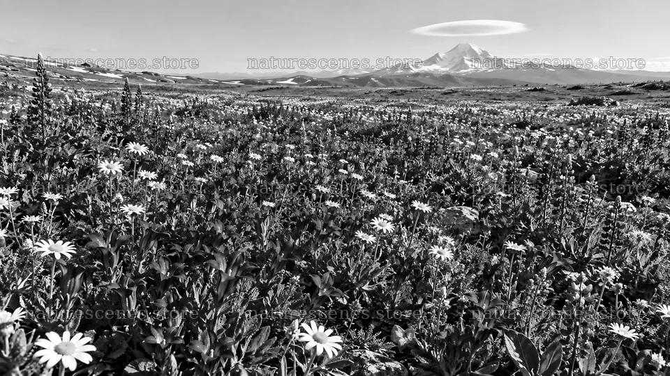 Monochrome Mountain Meadow with Wildflowers – nature scenes 10324x5812
