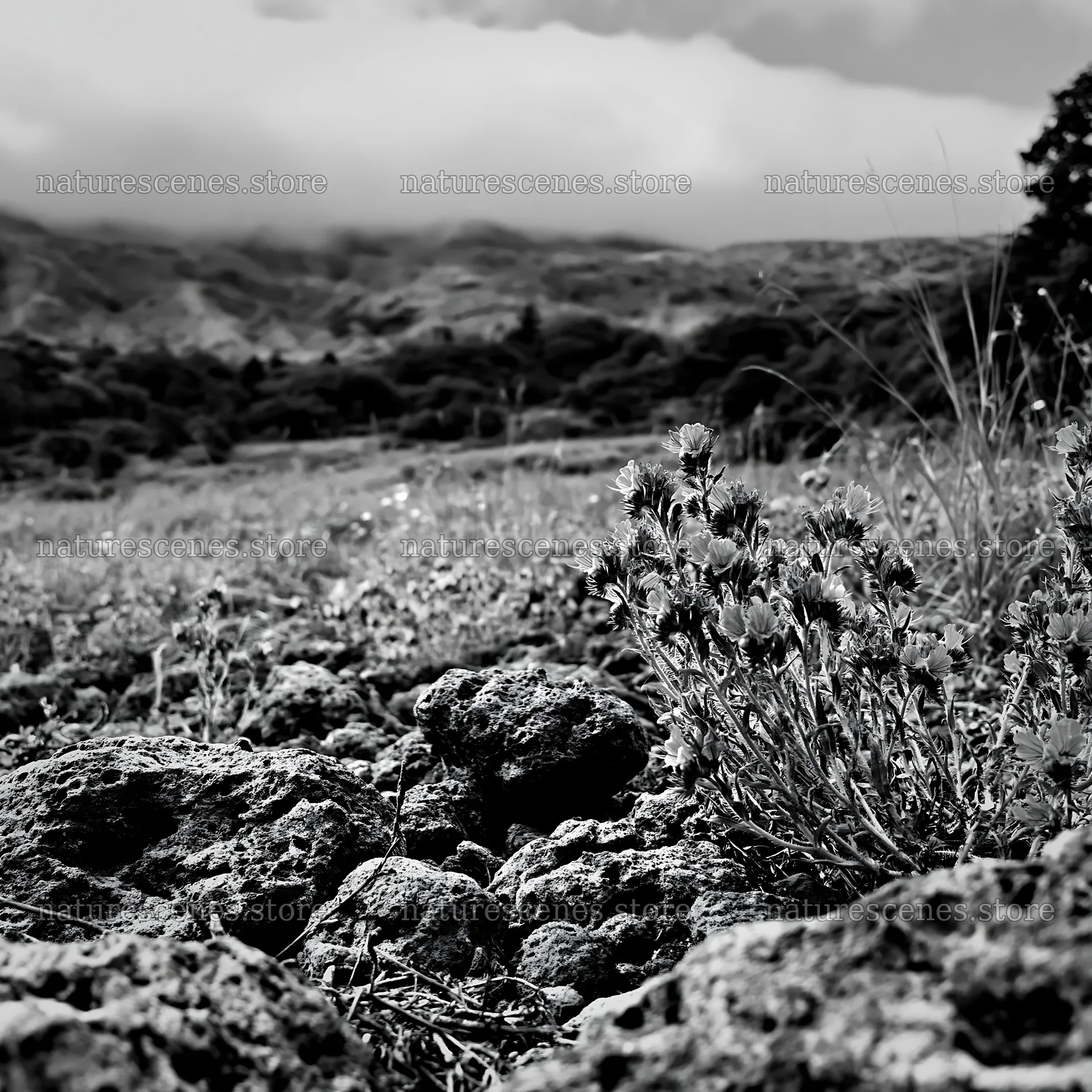 Kagoshima volcanic meadow with flowers and pumice rocks – nature scenes 7938x7938