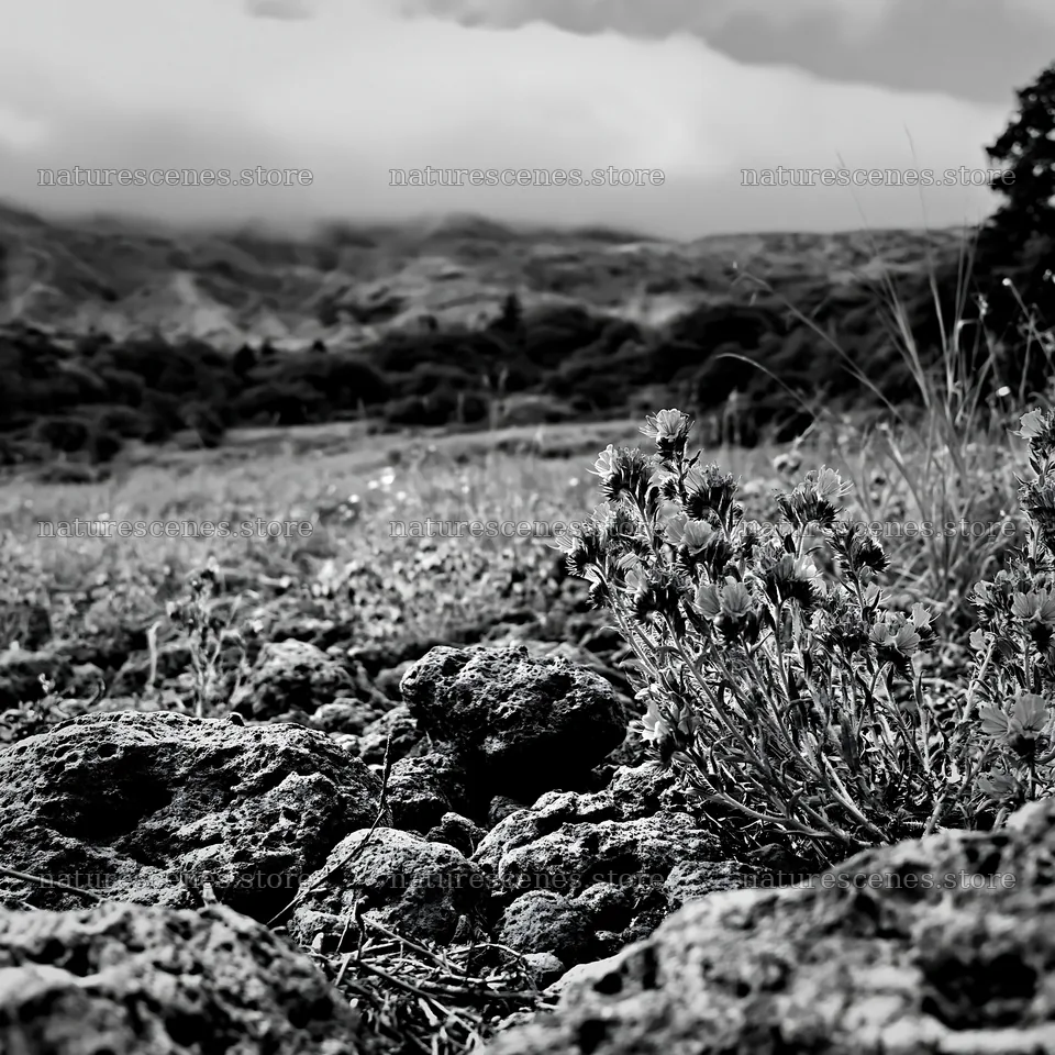 Kagoshima volcanic meadow with flowers and pumice rocks – nature scenes 7938x7938