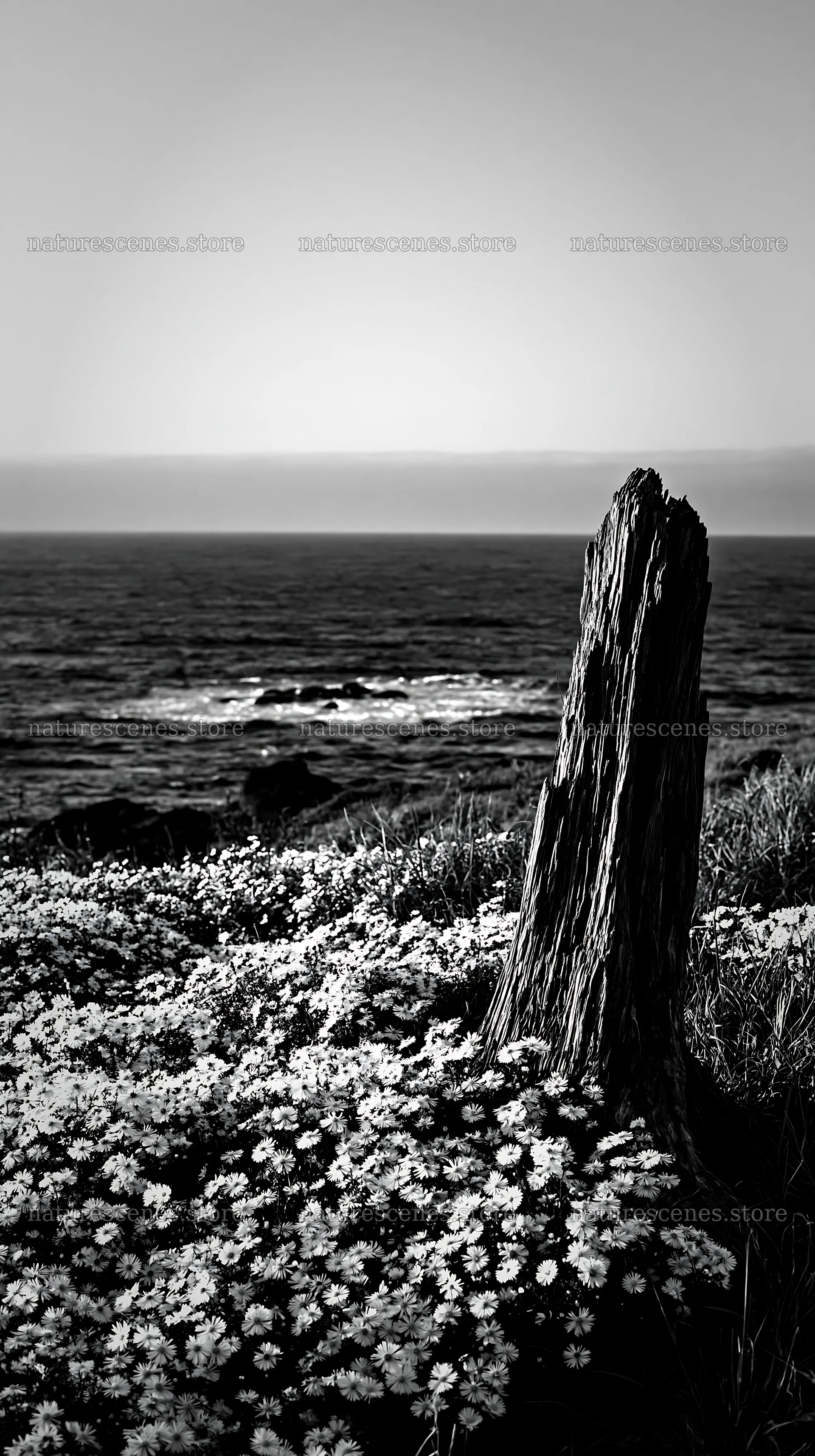 Nagasaki coastal meadow driftwood foreground mood – nature scenes 5938x10608