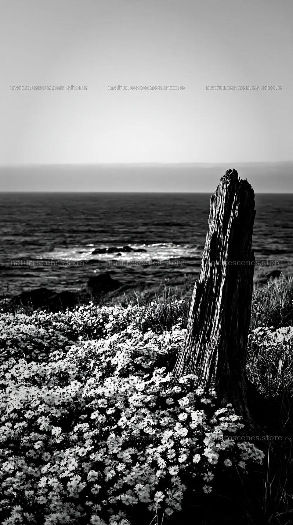Nagasaki coastal meadow driftwood foreground mood – nature scenes 5938x10608
