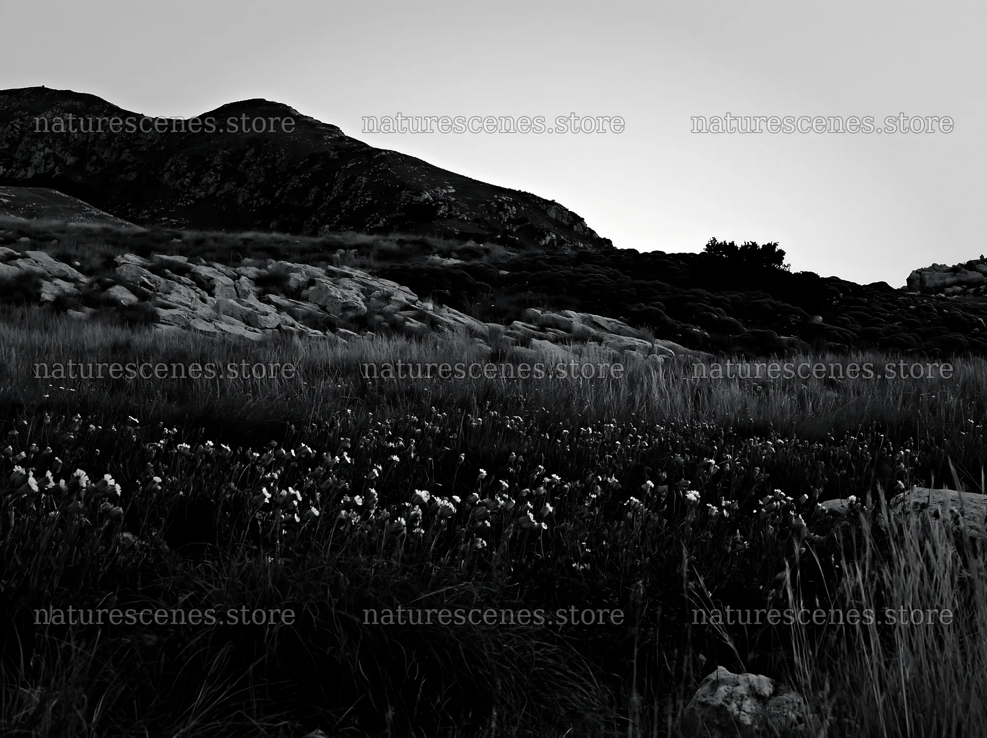 Night-blooming meadow under a clear sky with distant hills – nature scenes 9174x6866