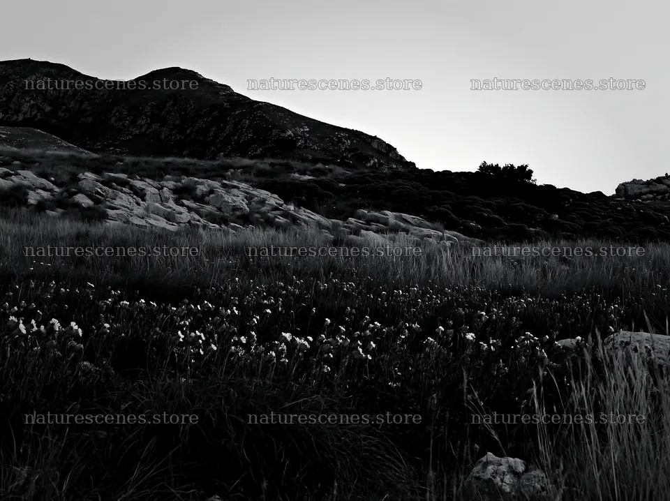 Night-blooming meadow under a clear sky with distant hills – nature scenes 9174x6866