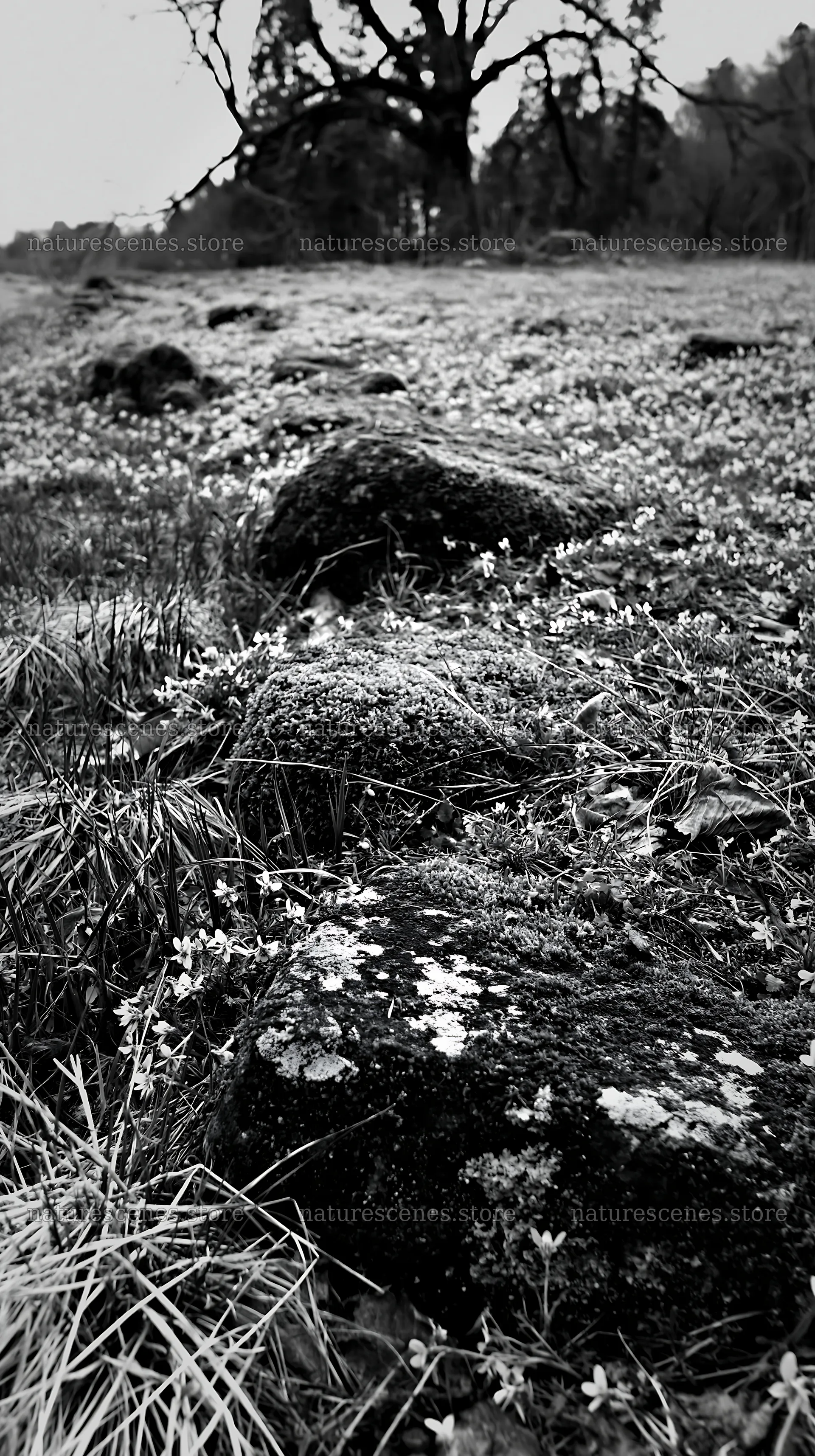 Mossy stones in a spring recovery meadow in Miyagi – nature scenes 5938x10608
