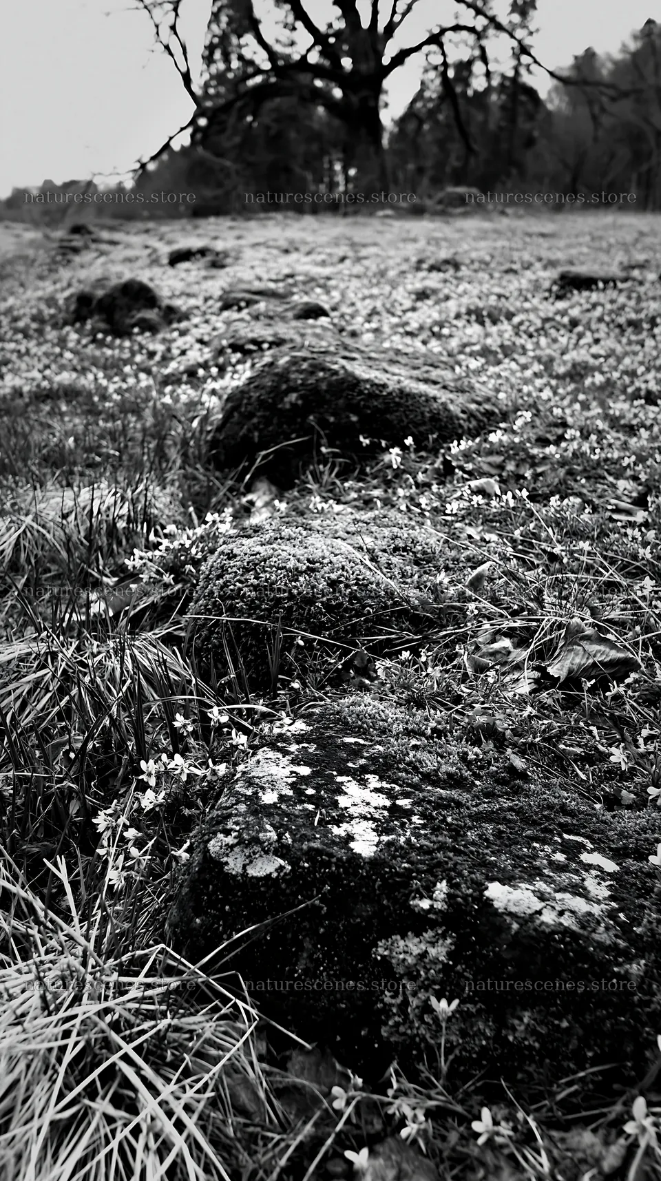 Mossy stones in a spring recovery meadow in Miyagi – nature scenes 5938x10608