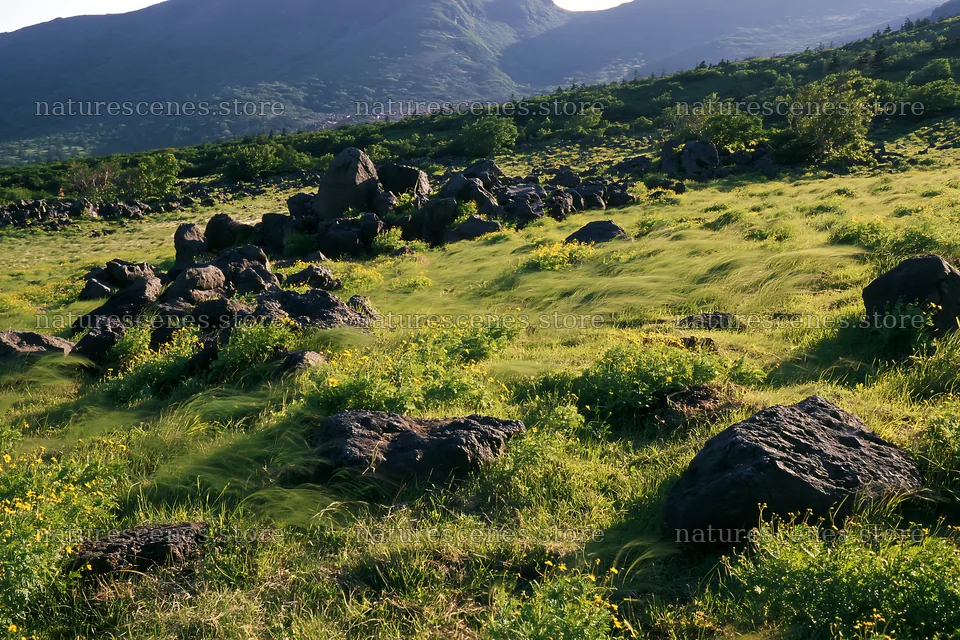 Yamanashi regenerative meadow with basalt stones in sunlight – nature scenes 9722x6480
