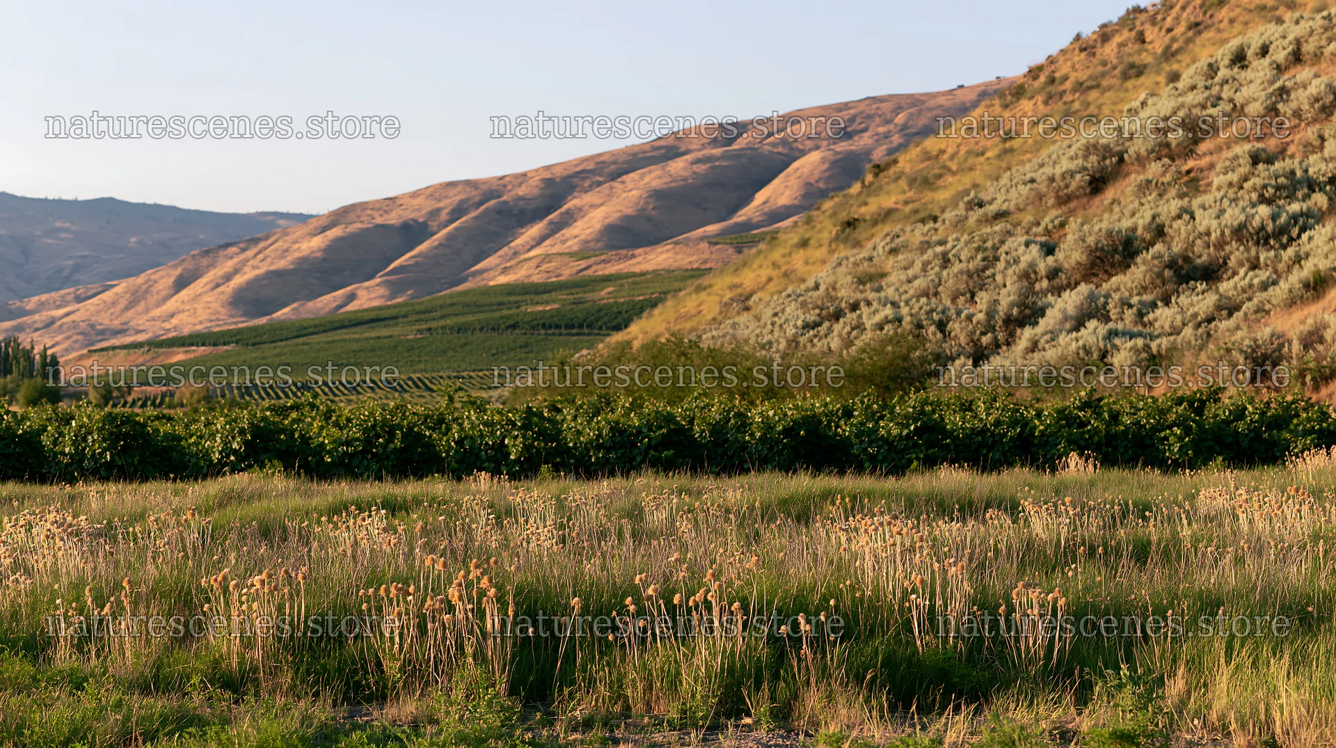 Dandelion orchard meadow with rolling hills and green fields – nature scenes 10608x5938