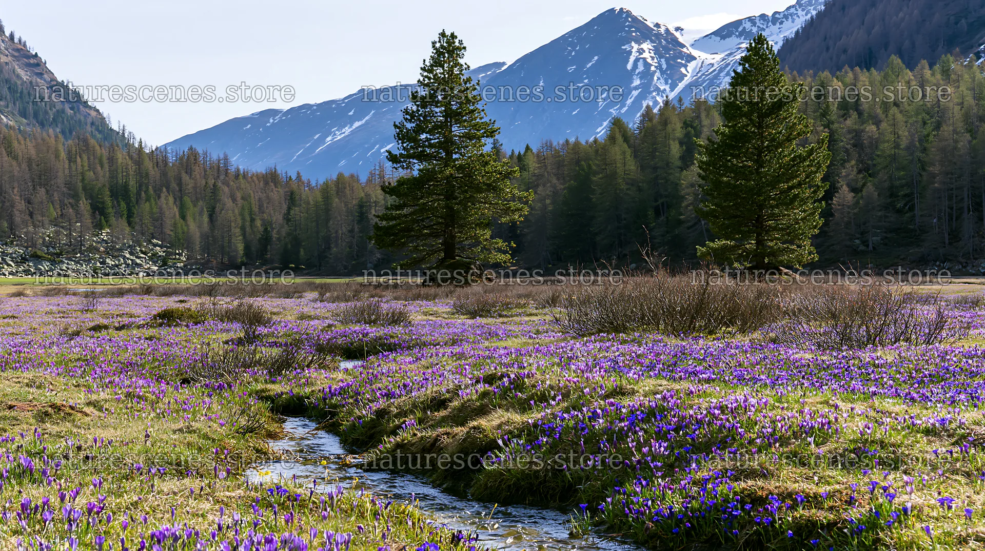 Pine forest meadow with flowers and mountains in the background – nature scenes 10608x5938