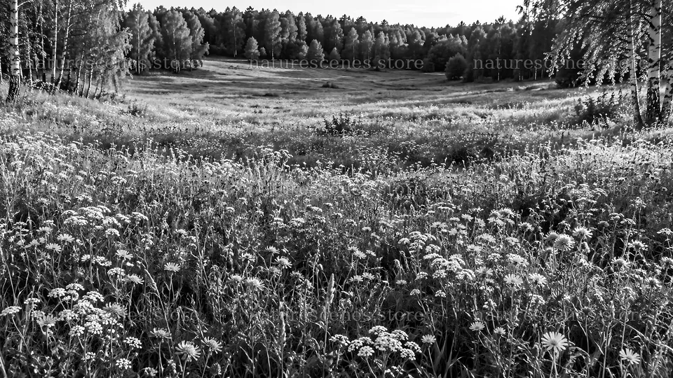 Wildflower Meadow in a Forest Clearing – nature scenes 10324x5812