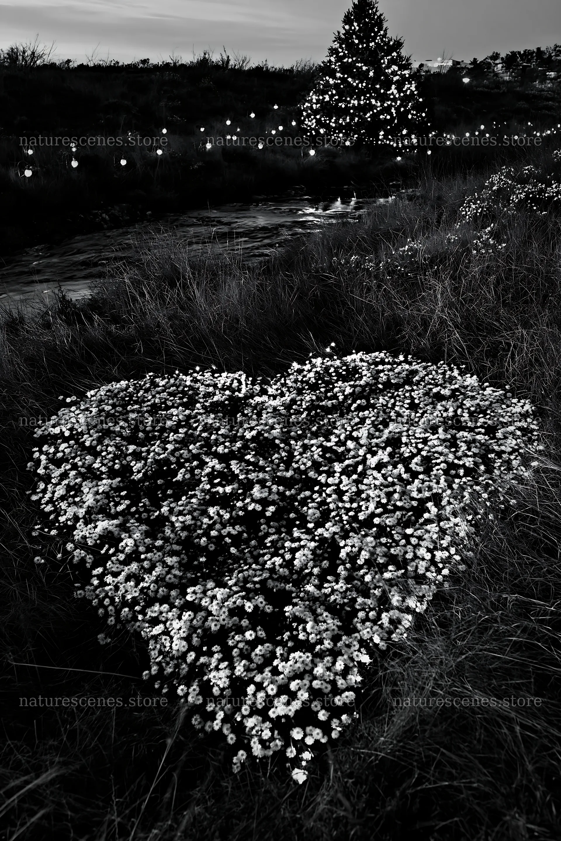 Christmas tree at dusk beside stream and meadow flowers – nature scenes 6480x9722