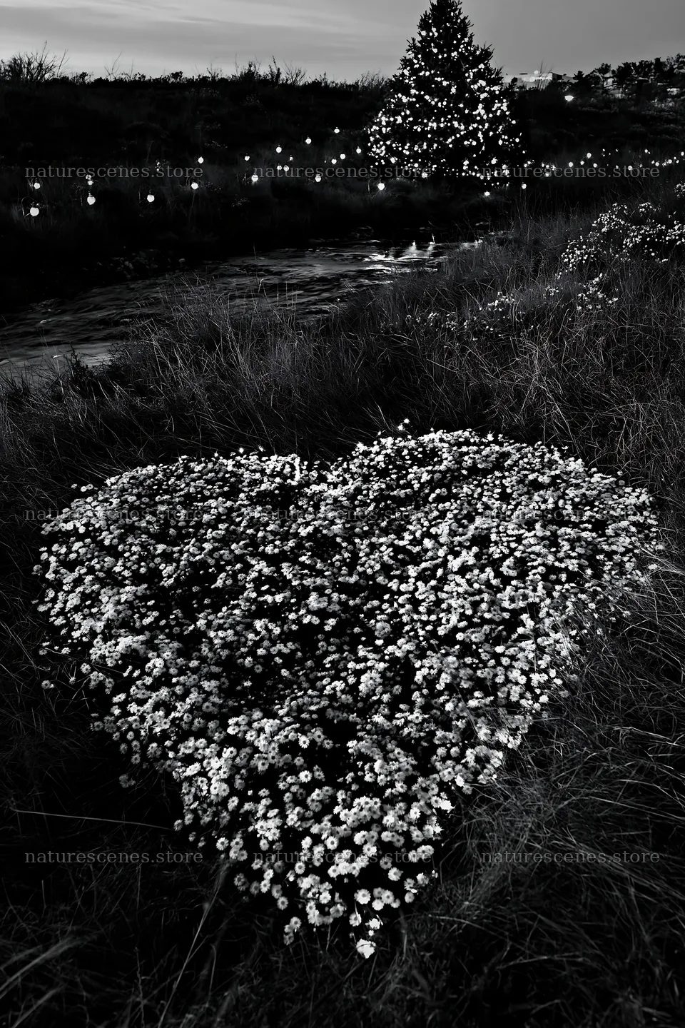 Christmas tree at dusk beside stream and meadow flowers – nature scenes 6480x9722