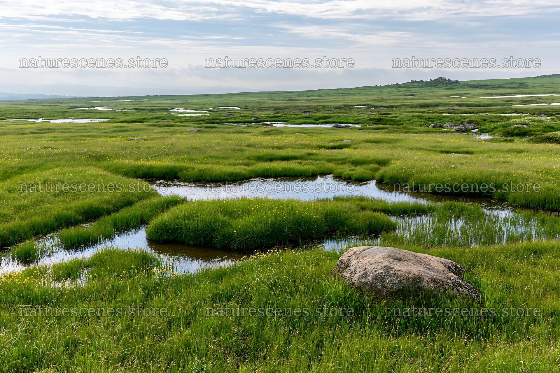 Aomori climate resilient meadow with boulder and water – nature scenes 9722x6480