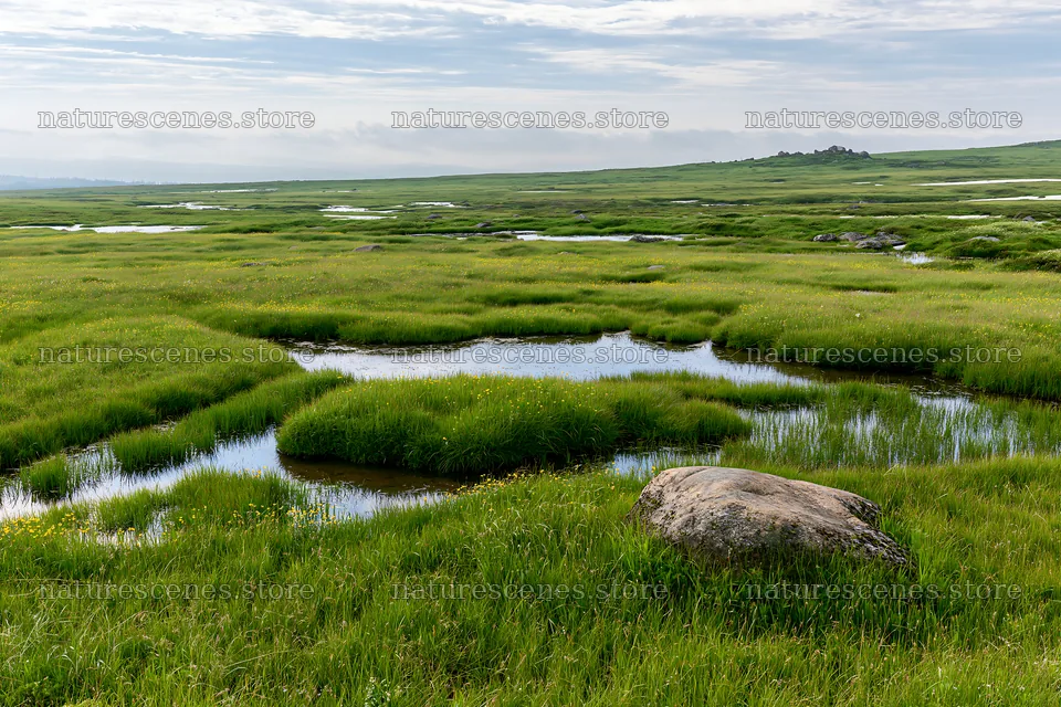 Aomori climate resilient meadow with boulder and water – nature scenes 9722x6480