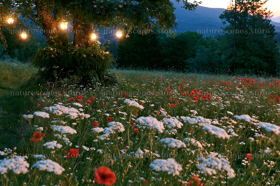 Christmas meadow scene with apple tree and garlands – nature scenes 9722x6480