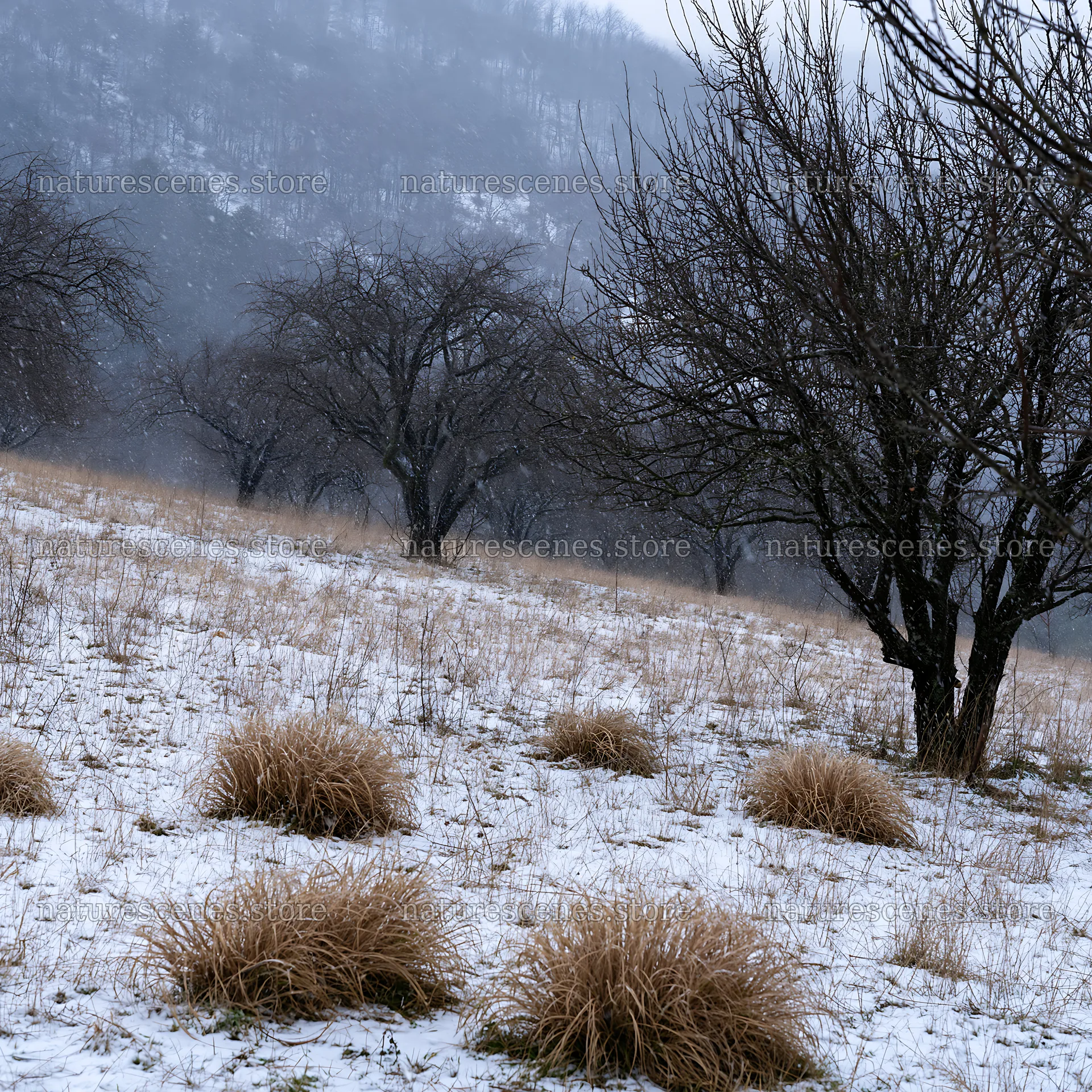 Valley apple meadow in winter with snow and bare trees – nature scenes 7938x7938