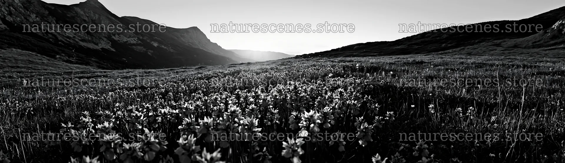 Colorful orchid meadow in a natural landscape setting – nature scenes 14762x4268