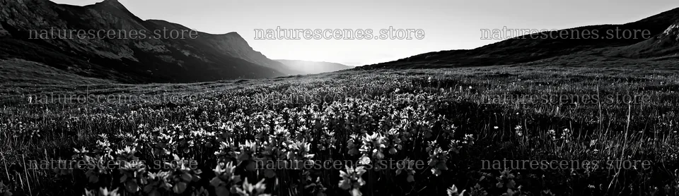 Colorful orchid meadow in a natural landscape setting – nature scenes 14762x4268