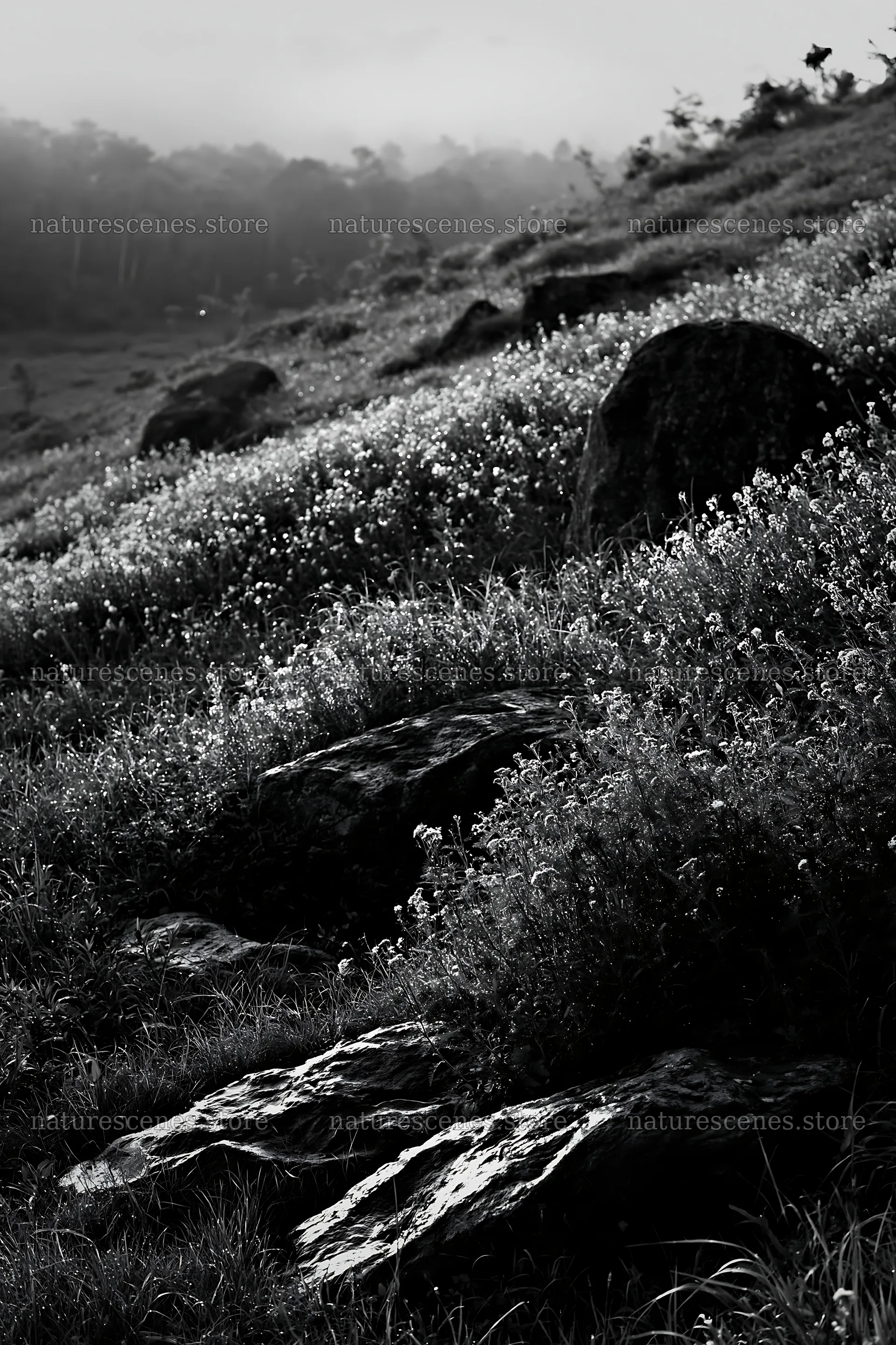 Highland meadow with granite stones in Oita – nature scenes 6480x9722