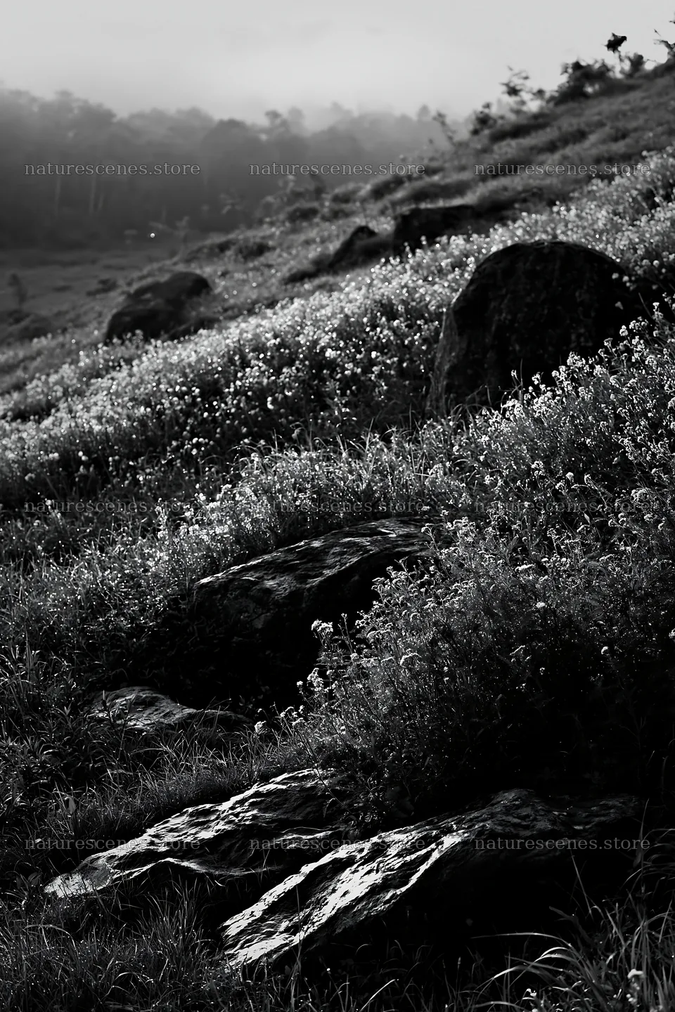Highland meadow with granite stones in Oita – nature scenes 6480x9722