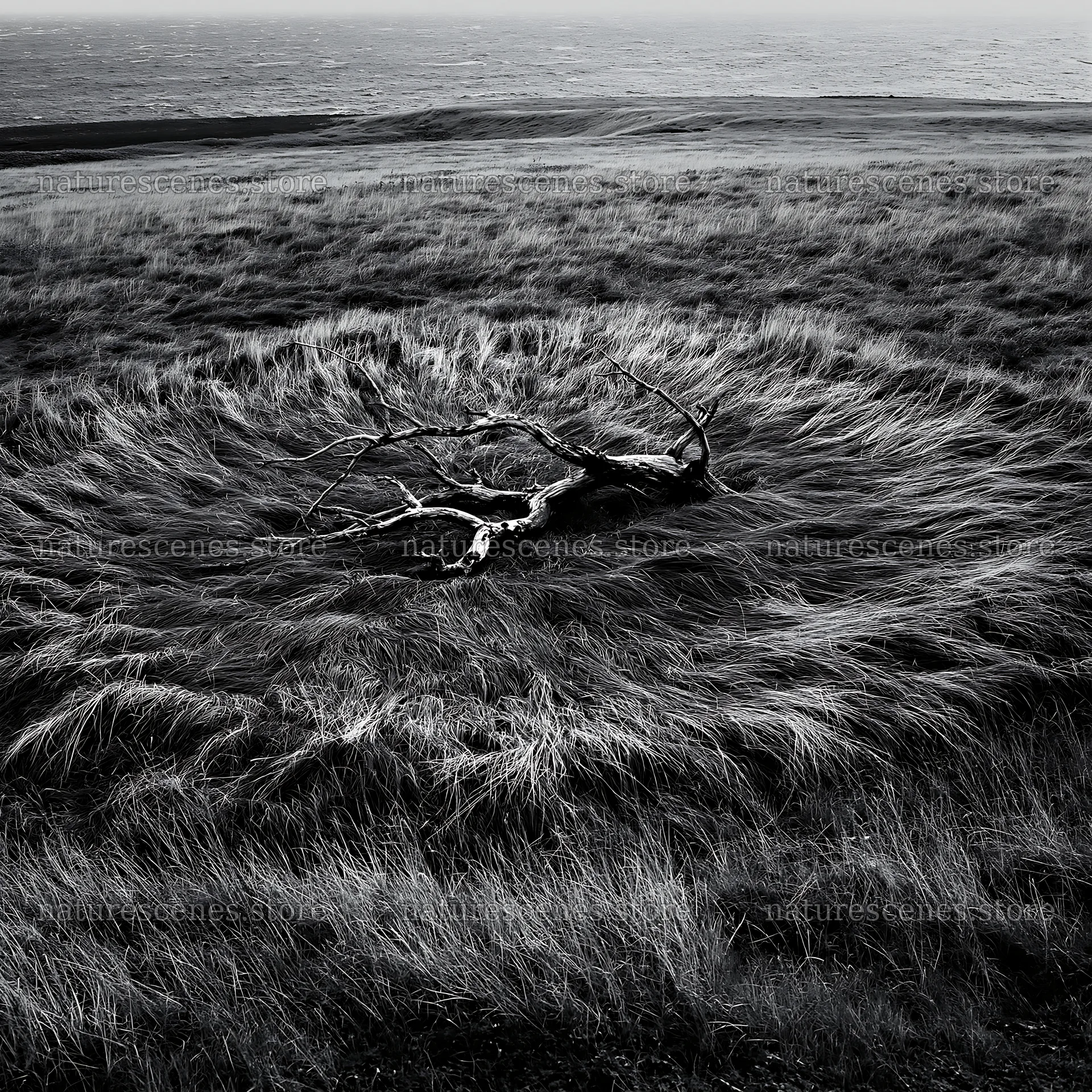 Driftwood on Ishikawa coastal meadow after a storm – nature scenes 7938x7938