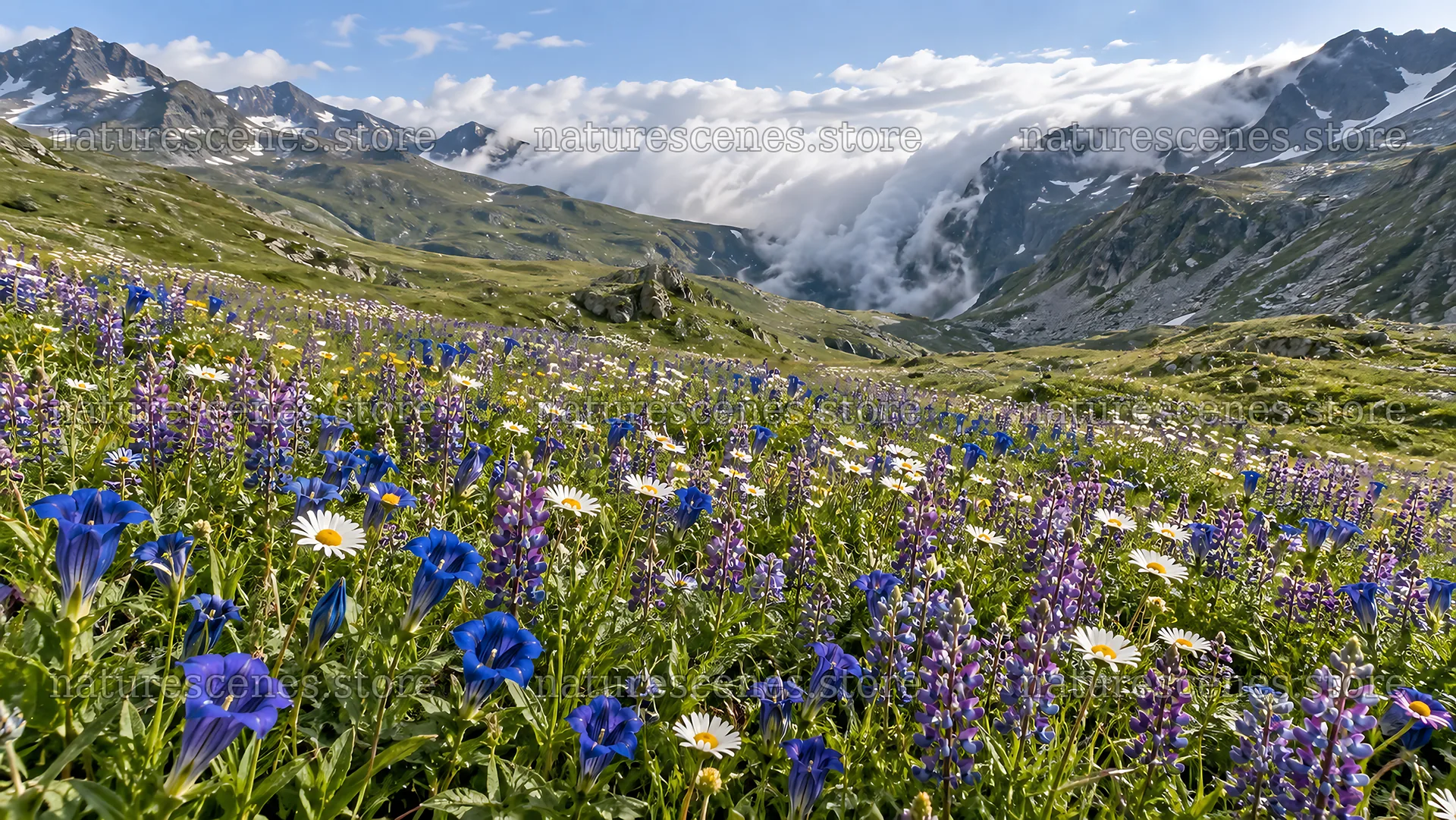 Wildflower Meadow Beneath Cloud-Covered Peaks – nature scenes 10324x5812