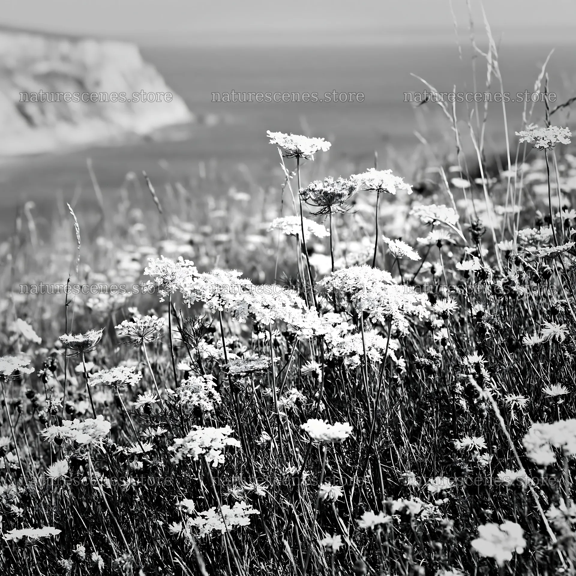 Clifftop meadow with flowers overlooking the ocean – nature scenes 7938x7938
