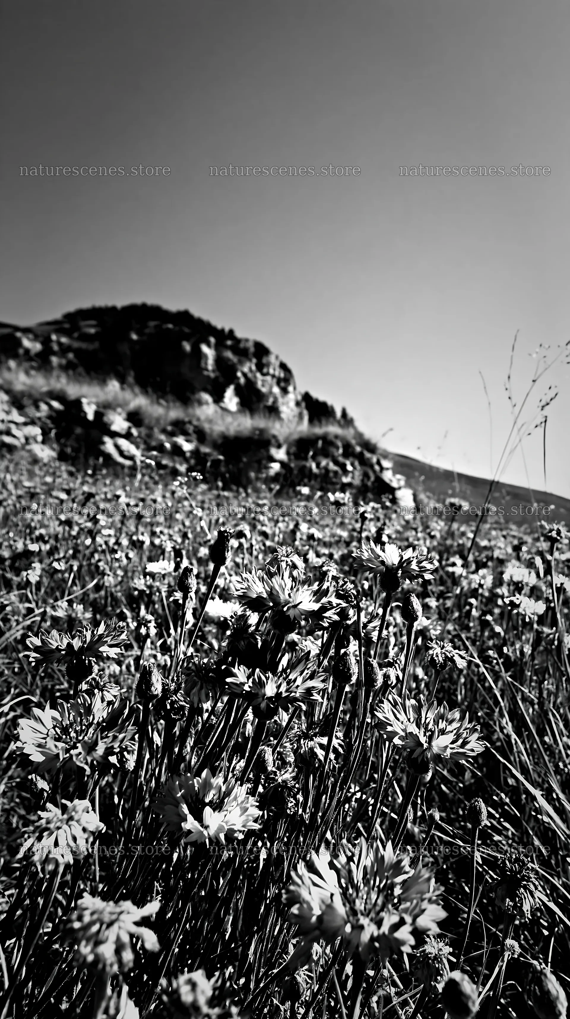 Cornflower meadow with rocky hills under clear sky – nature scenes 5938x10608