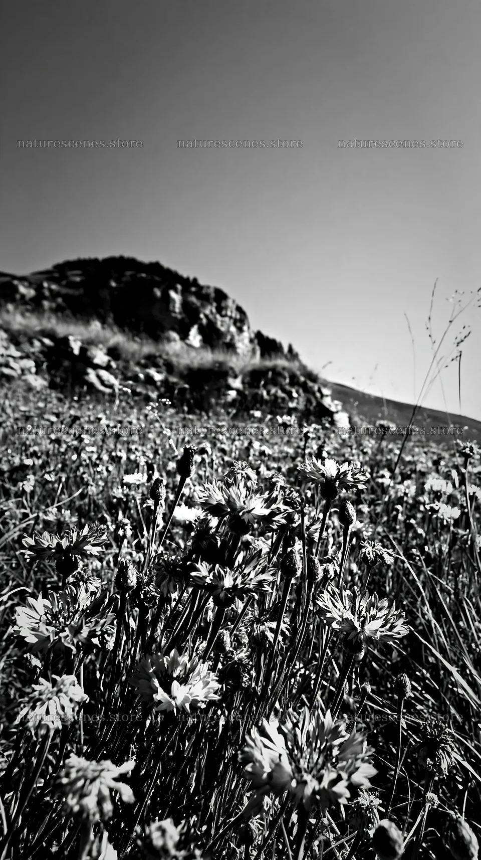 Cornflower meadow with rocky hills under clear sky – nature scenes 5938x10608