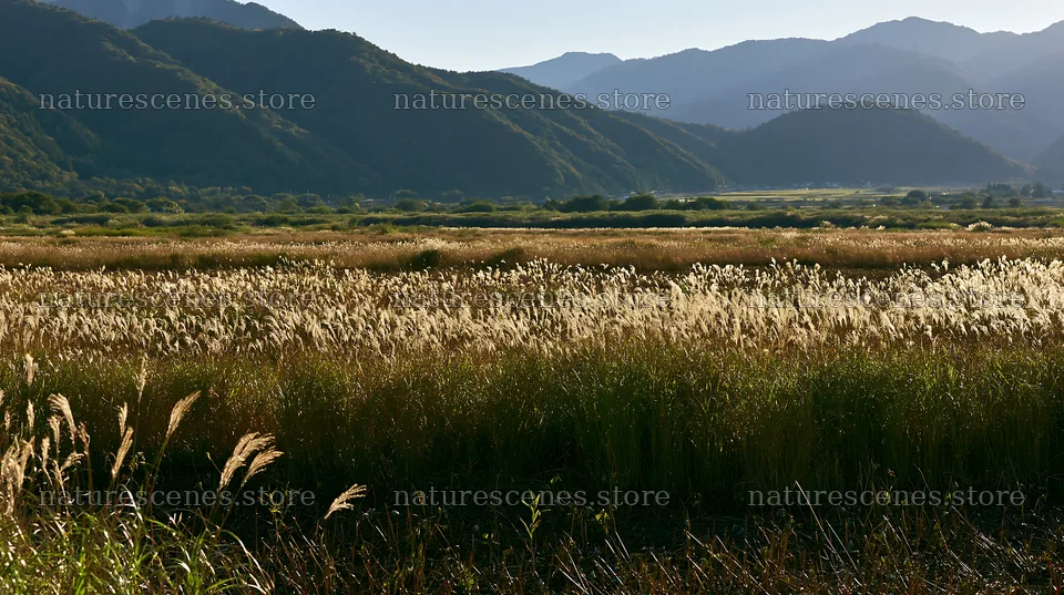 Shiga wetland meadow climate adaptation reeds in a sunny landscape – nature scenes 10608x5938