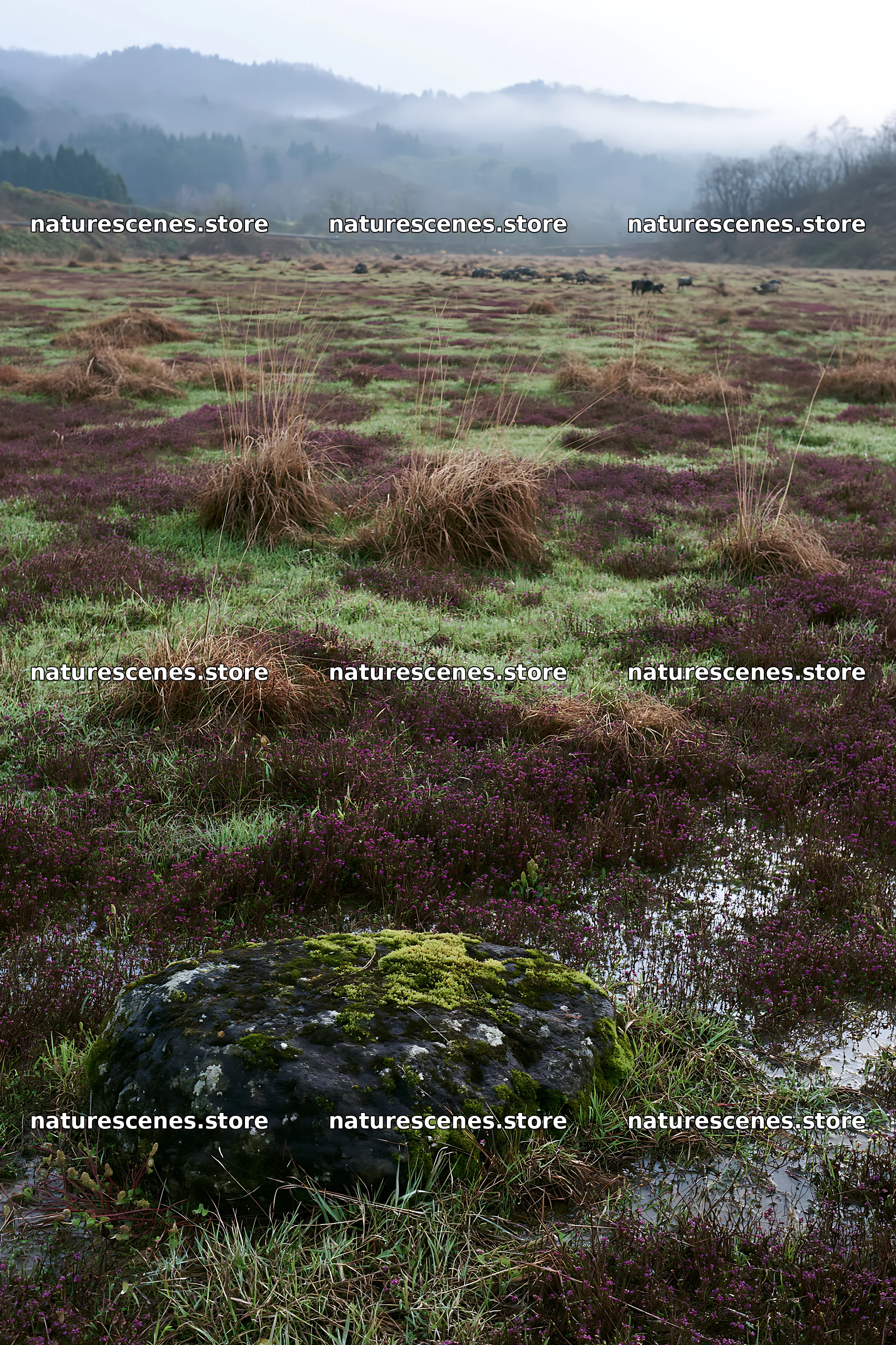Miyagi spring recovery meadow mossy stone among grass and plants – nature scenes 6480x9722