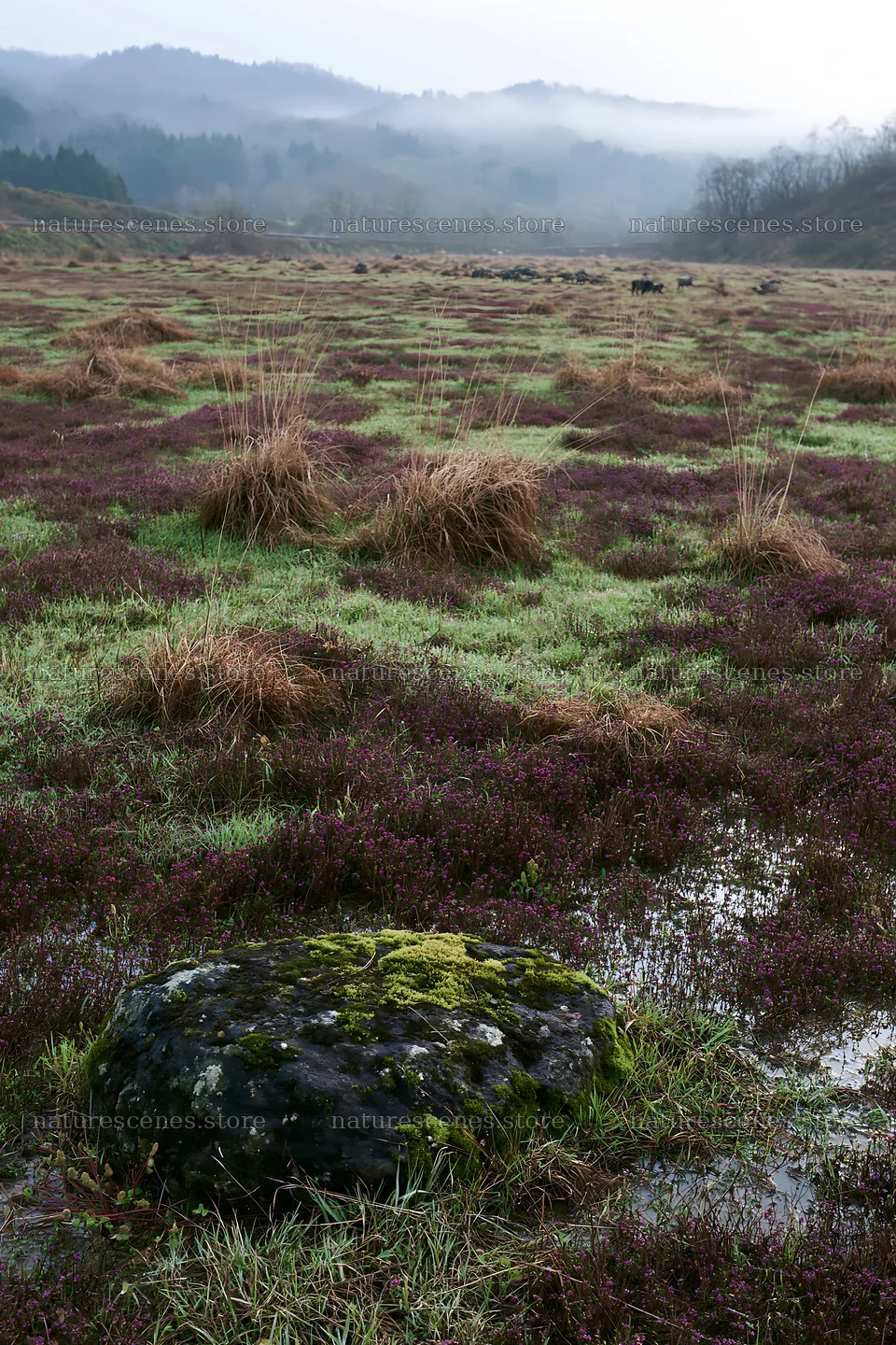 Miyagi spring recovery meadow mossy stone among grass and plants – nature scenes 6480x9722