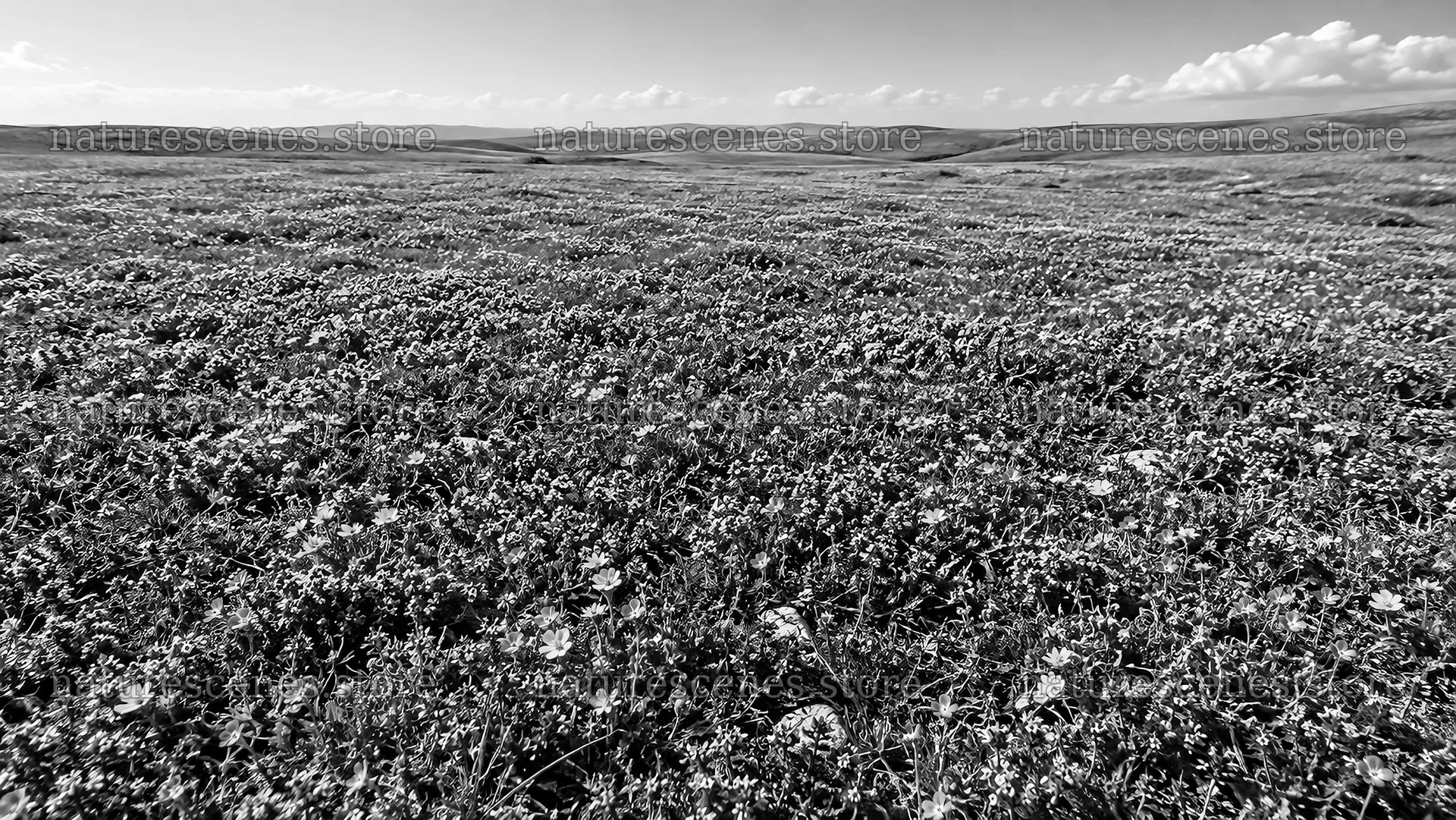 Monochrome Wildflower Meadow Beneath Clouded Hills – nature scenes 10324x5812