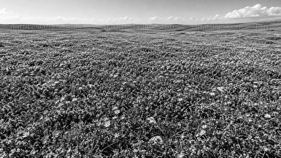 Monochrome Wildflower Meadow Beneath Clouded Hills – nature scenes 10324x5812