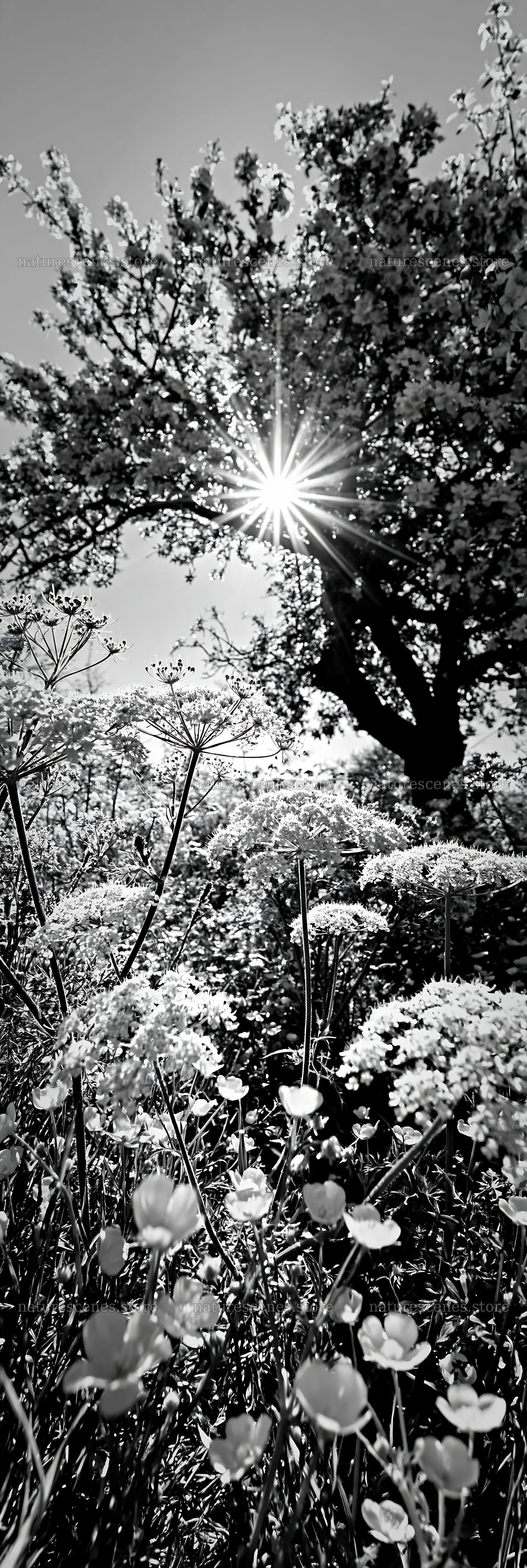 Spring orchard meadow with sun shining through tree branches – nature scenes 4602x13690