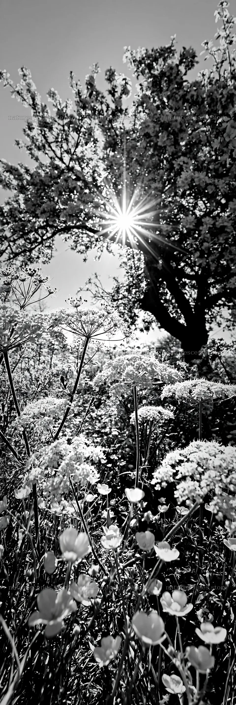 Spring orchard meadow with sun shining through tree branches – nature scenes 4602x13690