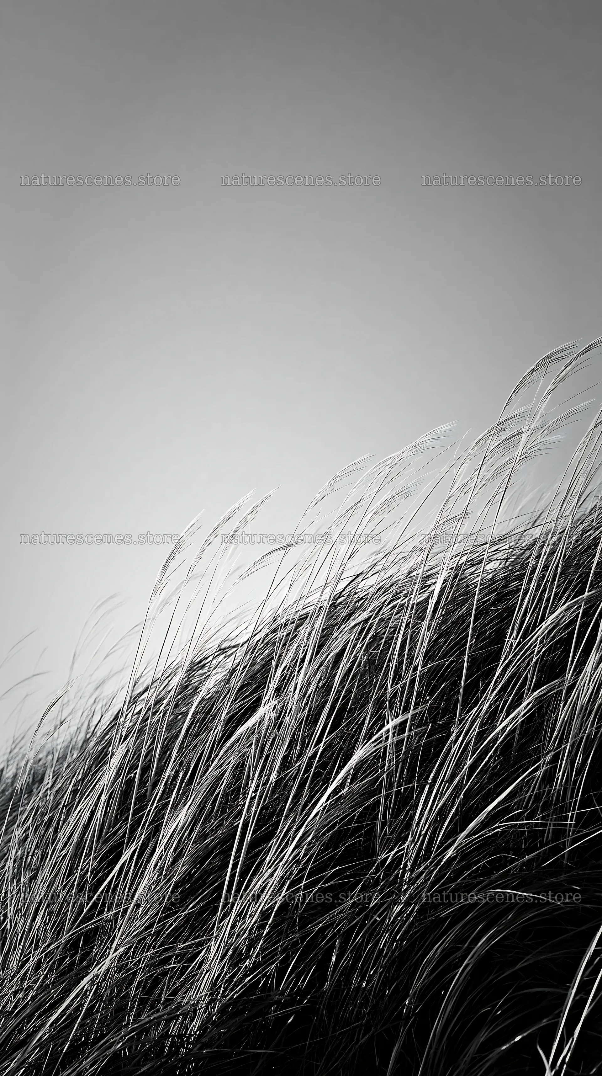 Tottori windy meadow with dune grasses under clear sky – nature scenes 5938x10608