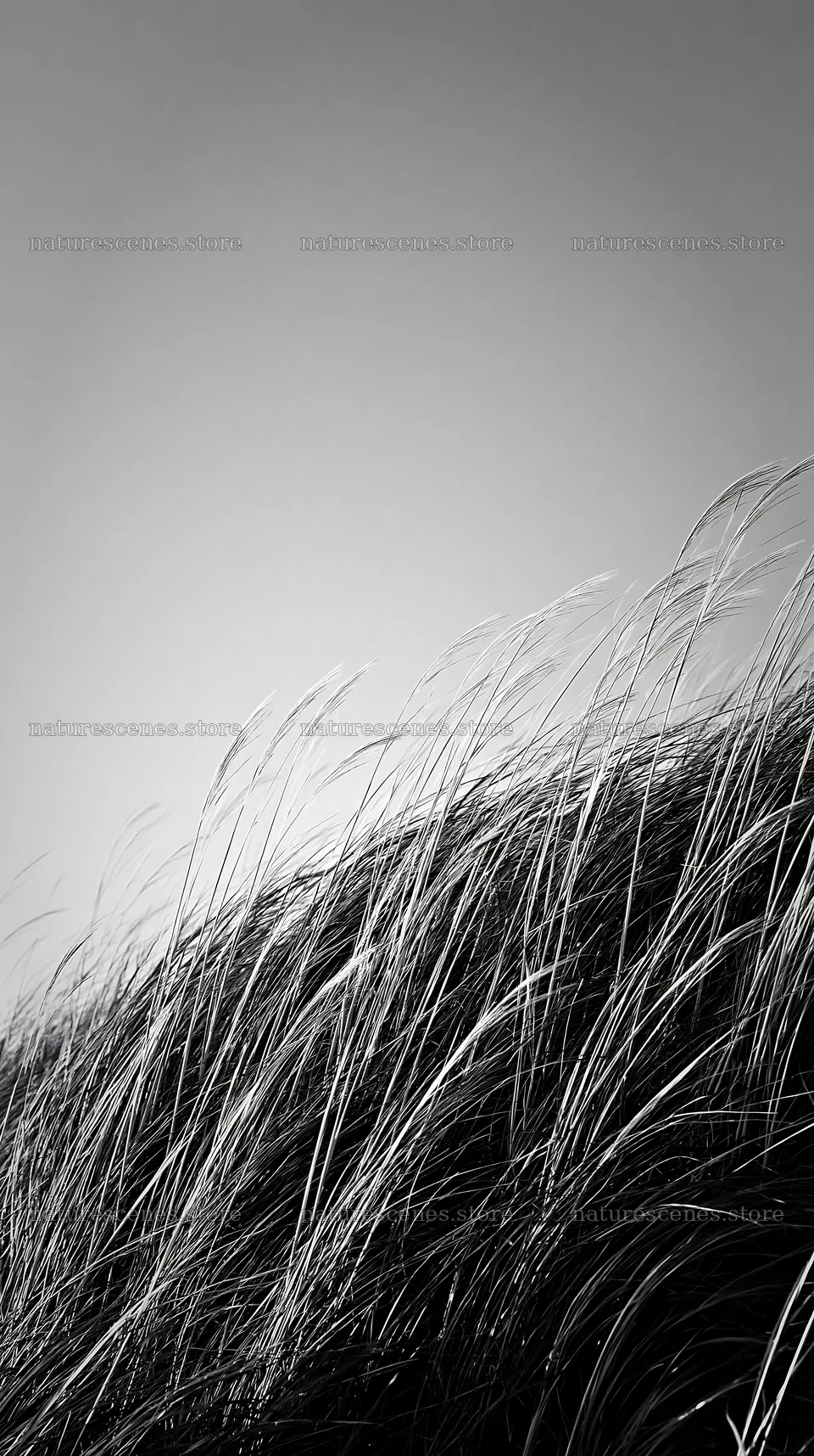 Tottori windy meadow with dune grasses under clear sky – nature scenes 5938x10608